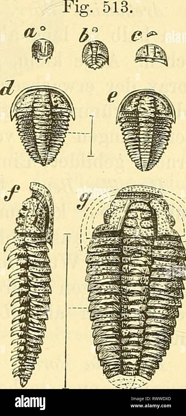 Pleurae High Resolution Stock Photography And Images Alamy