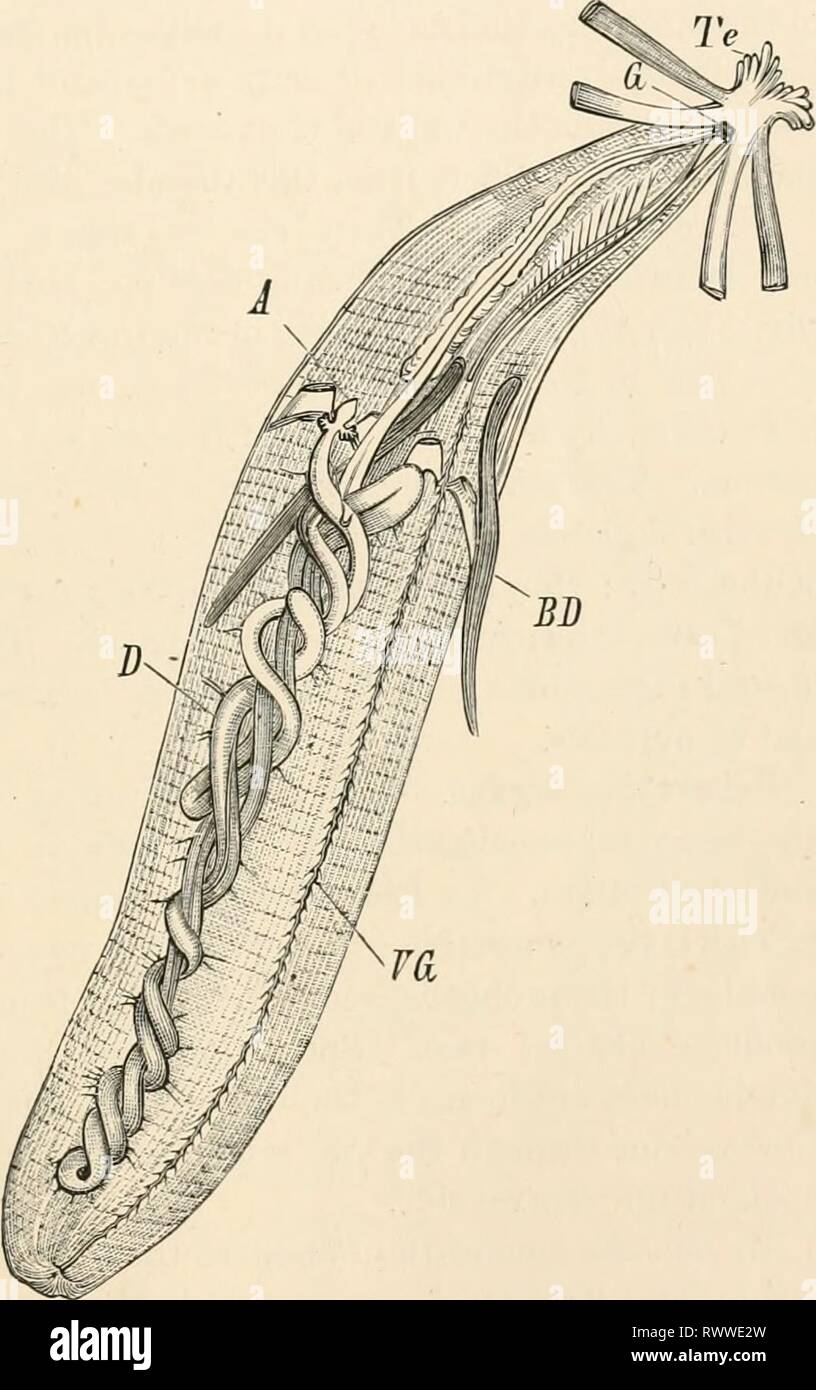 Elementary text-book of zoology (1884) Elementary text-book of zoology elementarytextbo0101clau Year: 1884  UEPHYJREA. 387 Te and an inner layer of longitudinal fibres. The latter are connected with the former and also amongst themselves by net-like anastomoses. These dermal muscles cause the folds of the cuticle. Internally to the longitudinal muscles there is another layer of circular muscles. In the &lt;'li«'t(fera two hooked seta? ai'e present near the genital opening (tig. 311); these assist locomotion. There may also be present one or two circles of setse at the posterior end of the body Stock Photo