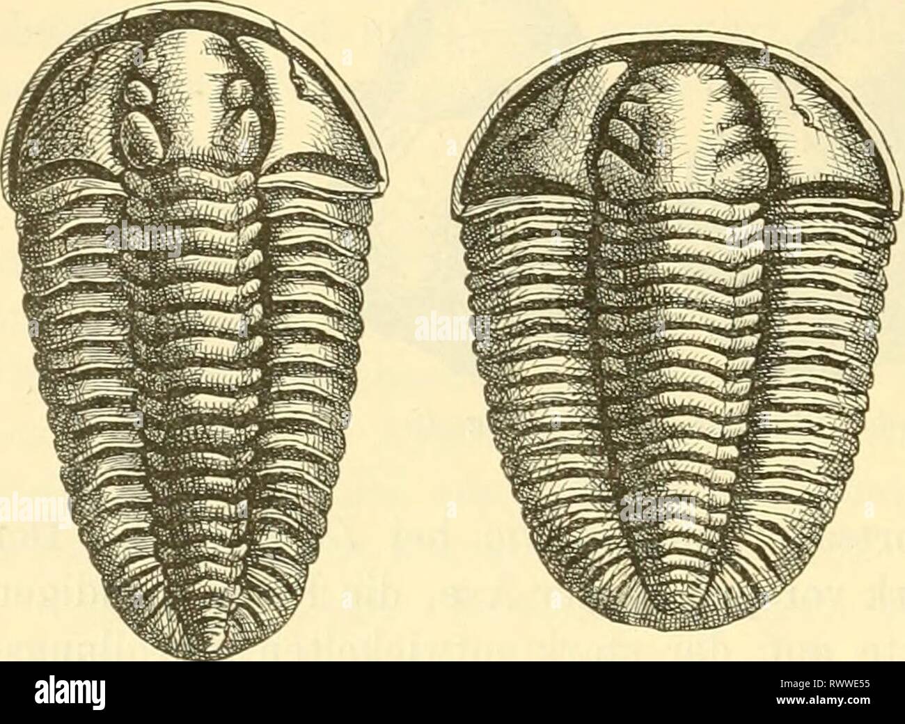 Calymene hi-res stock photography and images - Alamy