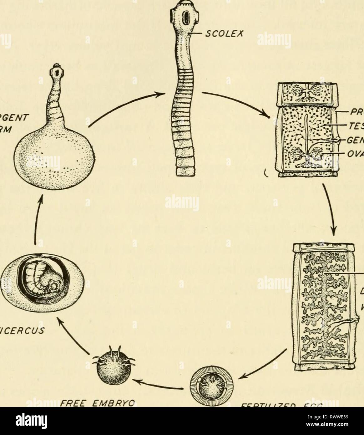 Elements of biology, with special Elements of biology, with special reference to their rôle in the lives of animals elementsofbiolog00buch Year: 1933  3^4 ELEMENTS OF BIOLOGY adult stage in the human intestine only. Such strictly limited adap- tations are frequently associated with degenerative structural changes. The tapeworm, one of the phylum Platyhelminthes, does EMERGENT FORM    PROGLOTTID TESTES GENITAL PORE OVARY CYSTICERCUS UTERUS DISTENDED WITH RIPE EGGS FREE EMBRYO FERTILIZED EGG Fig. 218.—Diao^rammatic representation of the life cycle of the human tape worm, Tcenia solium. (Partly a Stock Photo