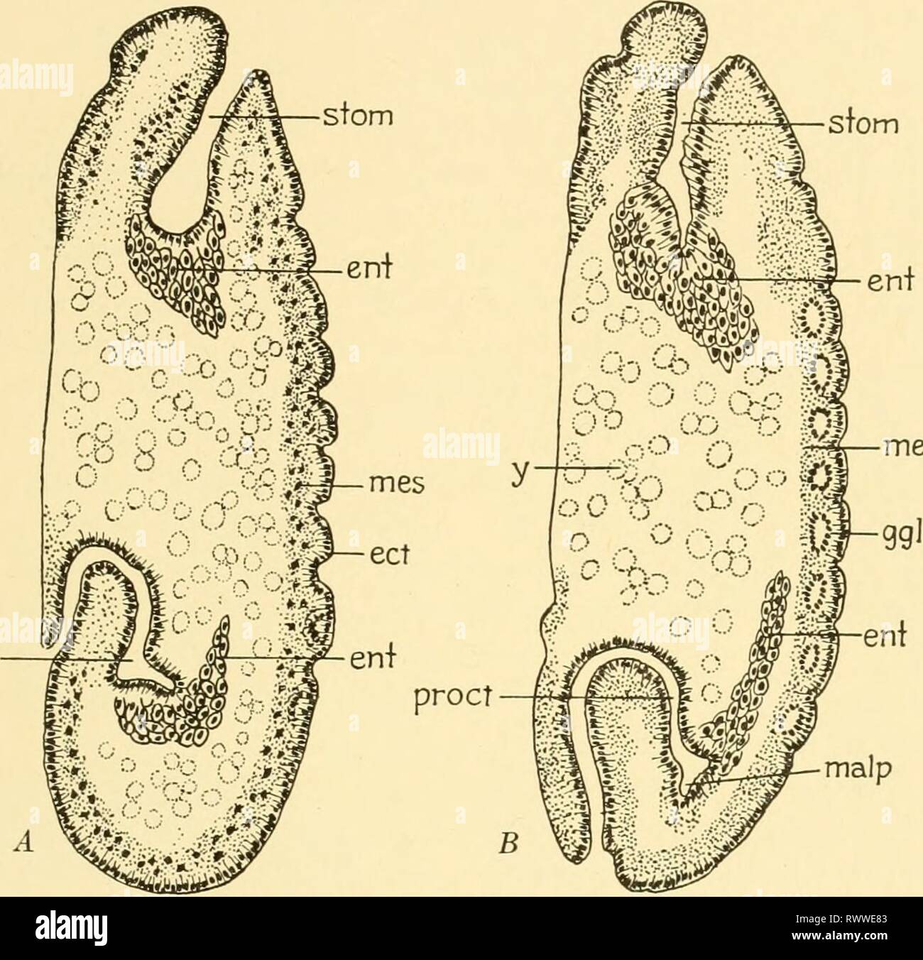 Embryology of insects and myriapods; Embryology of insects and myriapods; the developmental history of insects, centipedes, and millepedes from egg desposition [!] to hatching embryologyofinse00joha Year: 1941  SIPHON APTERA AND DIPT ERA 377 writers confused the amniotic cavity with the proctodaeum, giving rise to erroneous interpretations. As development continues, the caudal end pushes still farther forward; the proctodaeum deepens; and from near its extremity, dorsal and ventral diverticula, the beginnings of the Mal- pighian tubules, appear. The posterior mesenteron rudiment is closely fus Stock Photo