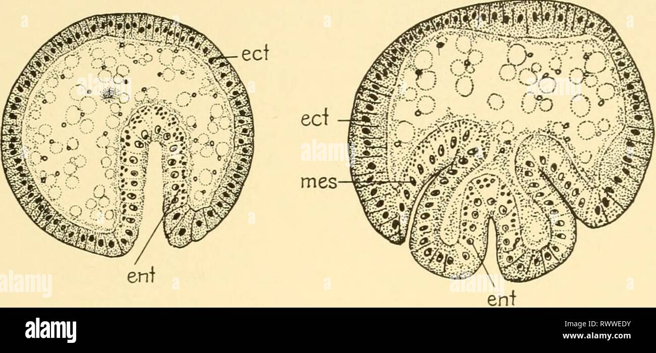 Embryology of insects and myriapods; Embryology of insects and myriapods; the developmental history of insects, centipedes, and millepedes from egg desposition [!] to hatching embryologyofinse00joha Year: 1941  SIPHONAPTERA AND DIPT ERA 379 The rudiment by this time has become cleft at the free end into two branches which are in contact with a ribbon of mesoderm that is destined to form the muscle layers of the mid-gut. Later the mesenteron rudi- ments elongate, and the stomodaeal invagination deepens (Fig. 332.4).    A B Fig. 335.—Calliphora vomitoria. Section A is taken at the level of k of  Stock Photo