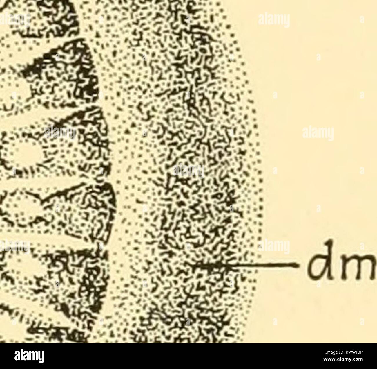 Embryology of insects and myriapods Stock Photo Alamy