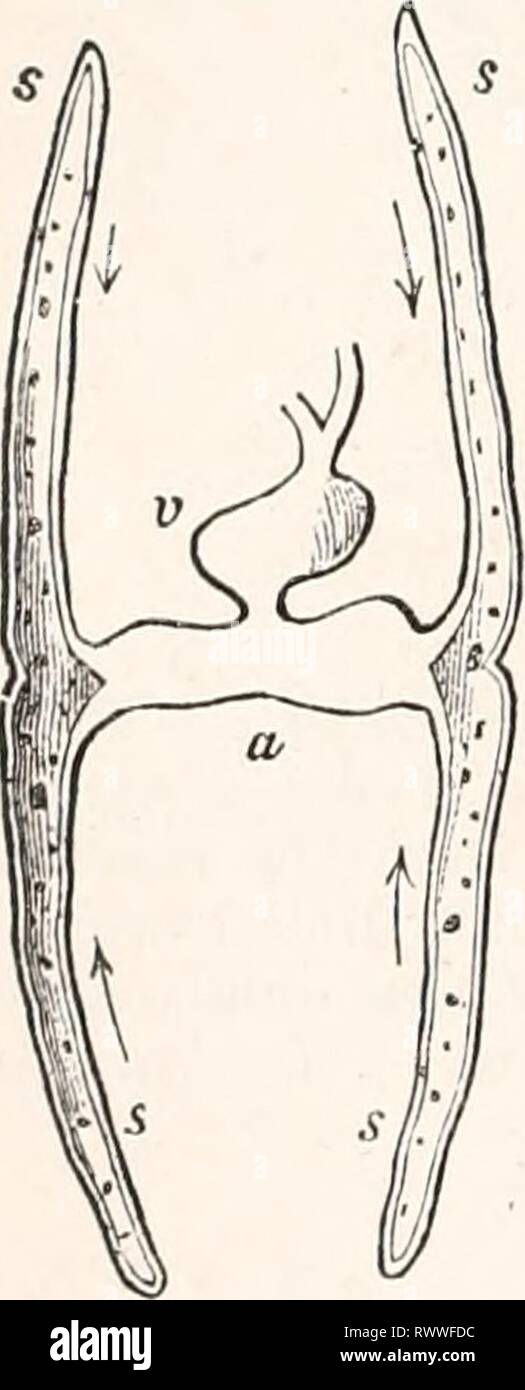 res stock photography and images Biology Diagrams