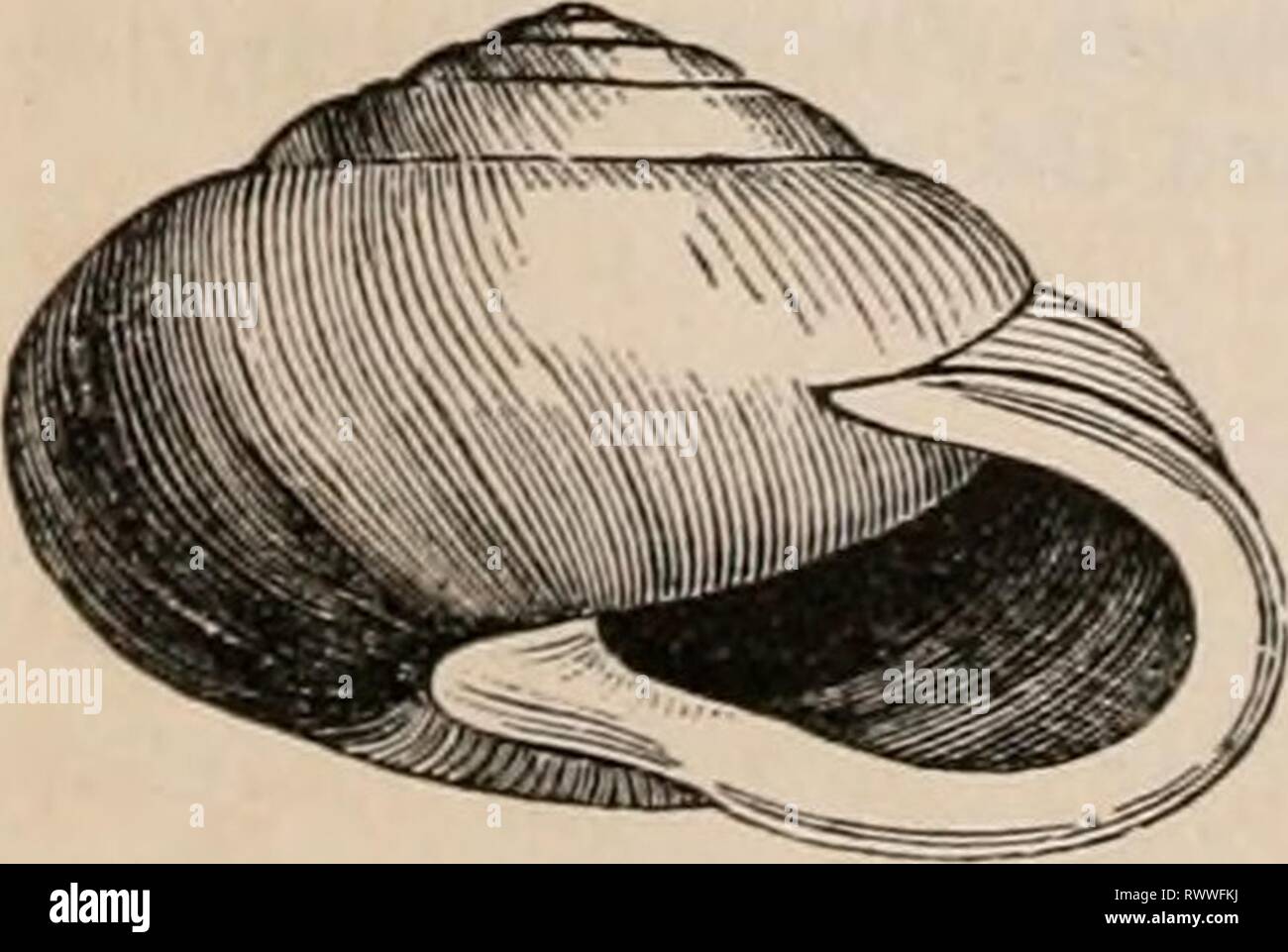 Mere shell hi-res stock photography and images - Alamy