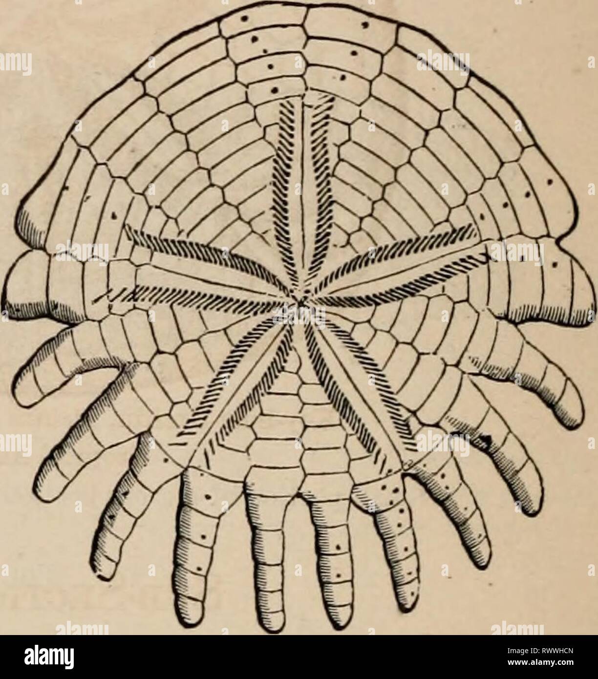 Elements of zoölogy  a Elements of zoölogy : a textbook elementsofzolo00tenn Year: c1875  448 HAUIATA : El'HINODERMATA. FIG. 678. these organs are not fully understood; but one of their uses is to aid in keeping the spines clean. The Echinoids represented by Figs. 673-675 have the mouth below and the vent above, and both central; and they have the ambulacra in live pairs continuous from the mouth to the vent, and so they are called the Regular Echi- noids. Besides these there are many kinds of Sea-ur- chins—mostly much flat- tened, and in many cases elongated in one direc- tion more than in th Stock Photo