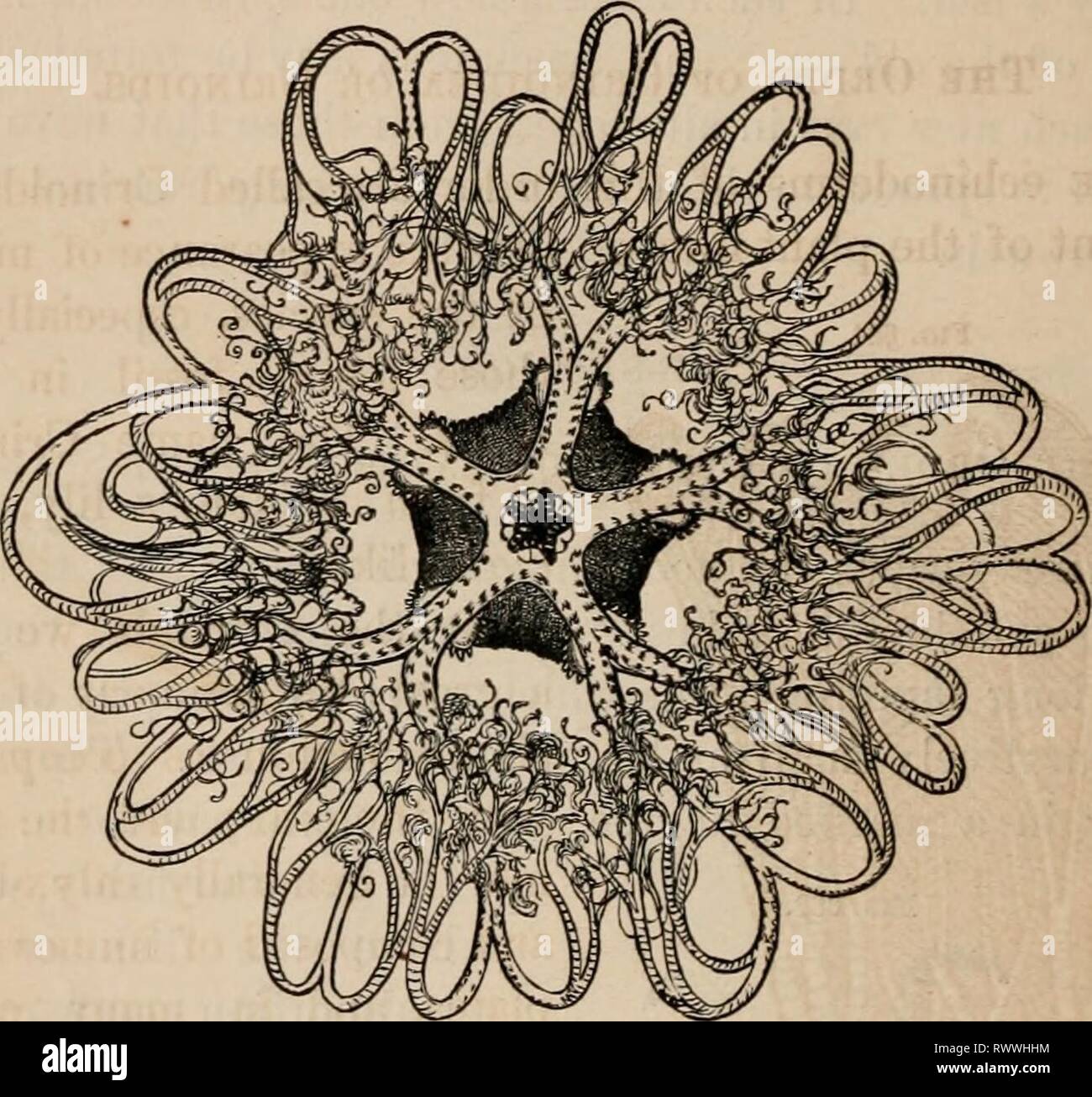 Elements of zoölogy  a Elements of zoölogy : a textbook elementsofzolo00tenn Year: c1875  452 EADIATA: ECHINODERMATA. The Ophiurans have no teeth, but in place of teeth hard ridges. They have no interambulacral spaces or plates; but a single series of large plates envelop the FIG. 683.    'Basket-fish,' Astrophyton Agassizii, Stimpson. whole of each arm, meeting in a ridge along the middle of its under surface. They have no true suckers like those of Star-fishes, etc.; but in place of these they have rough or tuberculated organs, which pass out through the numer- ous holes in the sides of the  Stock Photo