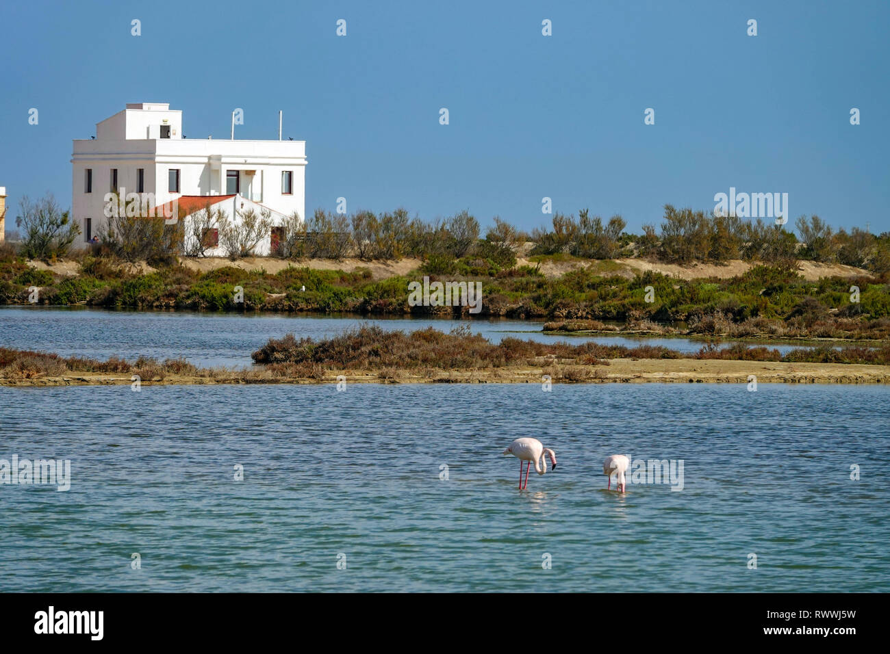 White building and Flamingos feeding in shallow water, The Ebro Delta nature reserve, near Amposta, Catalunya, Spain Stock Photo