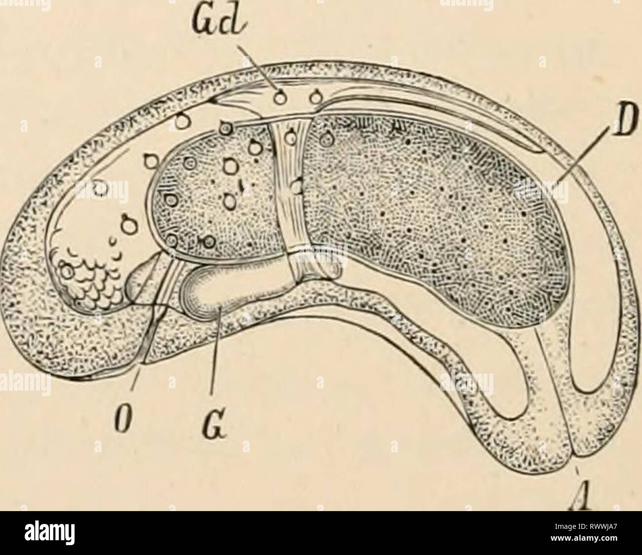 Elementary text-book of zoology (1884) Elementary text-book of zoology elementarytextbo0101clau Year: 1884  d D    FIG. 378.—Young forms of Pciitastomiim tirnioides (after R. Leuckart). n, Egg with embryo. b, Embryo with two pairs of hooked feet, Hf and Hf'. c, Larva from liver of rabbit. G, Ganglion ; D, intestine ; lid, skin glands, d, Older larva, O, mouth ; A, anus ; Gd, genital glands. Stock Photo