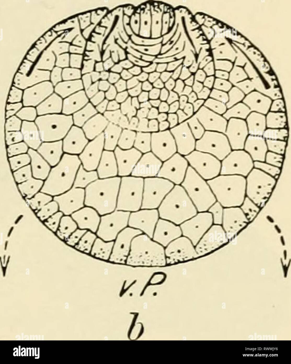 The elements of experimental embryology The elements of experimental ...