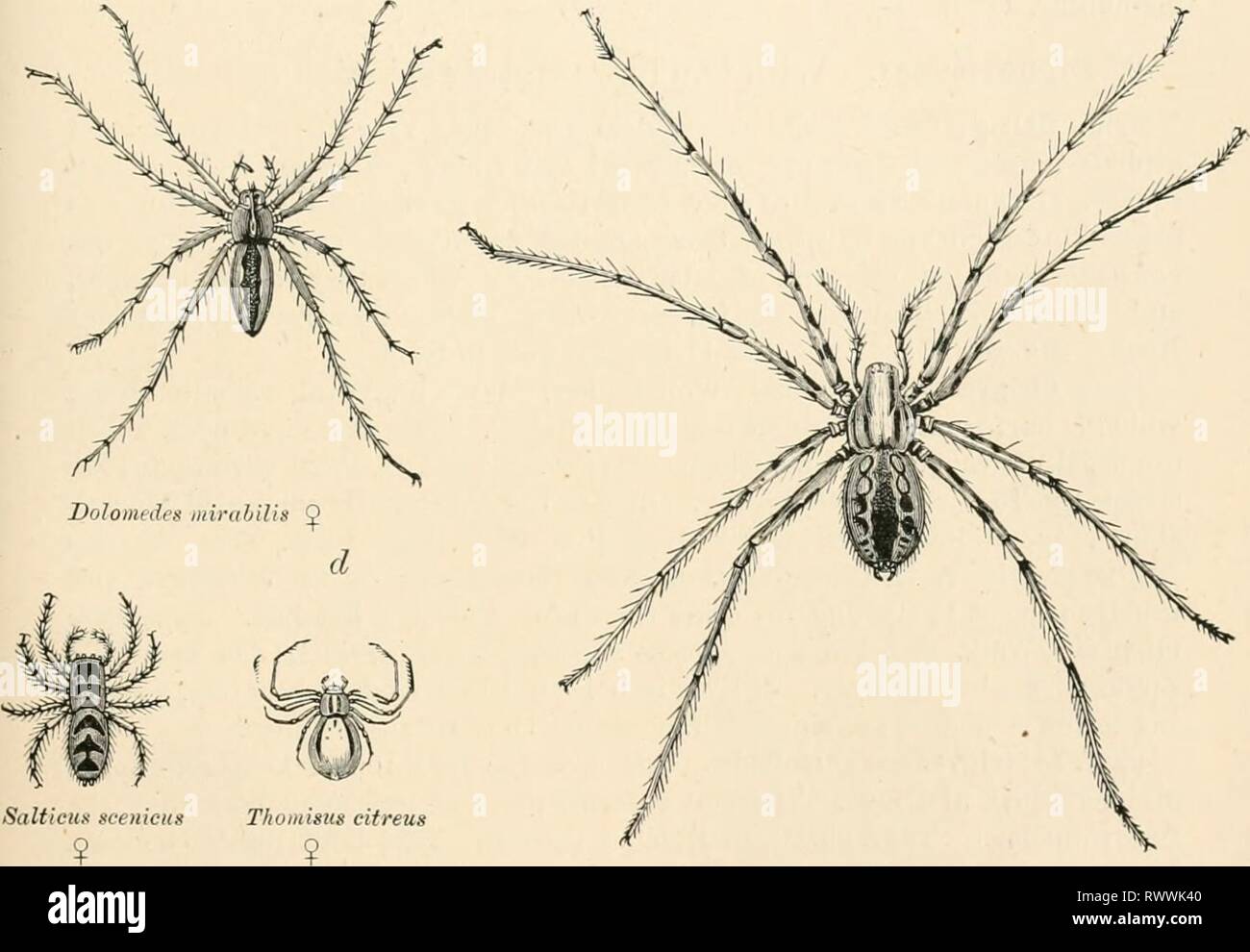 Elementary text-book of zoology (1884) Elementary text-book of zoology elementarytextbo0101clau Year: 1884  ARANEIDA. 503 indicates the possession of highly-developed instincts. The so-called vagrant spiders do not, as a rule, form nets to catch their prey, but use the secretion of the spinning glands only to line their hiding- places and to make their ovisacs. They catch their prey either by running after it (ng. 40fi, fj), or by springing on it (tig. 400, b). Other Spiders (tig. 406, c) are indeed able to i-im quickly, but they render the task of catching prey easier by making webs and nets, Stock Photo