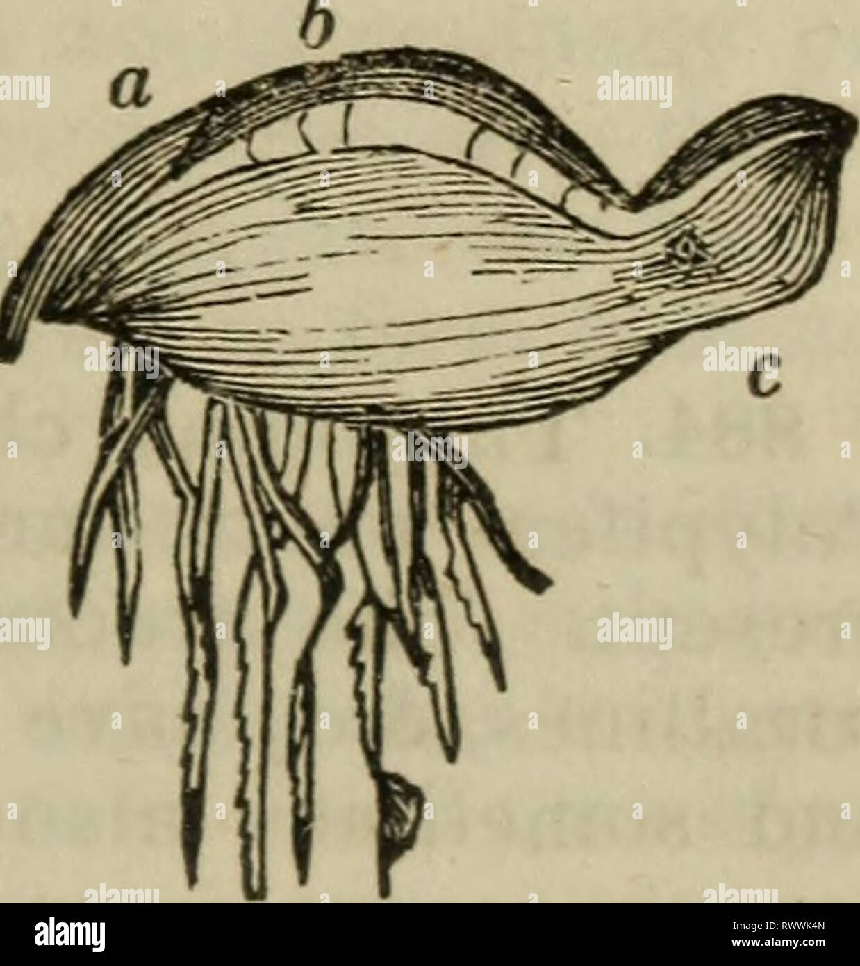 Elements of zoology, or, Natural Elements of zoology, or, Natural history  of animals / ed. by D.M. Reese elementsofzoolog00rees Year: 1849 ACAJLEPHjE  THE BEROE PILEUS. 501 easily unrolled when required for use.