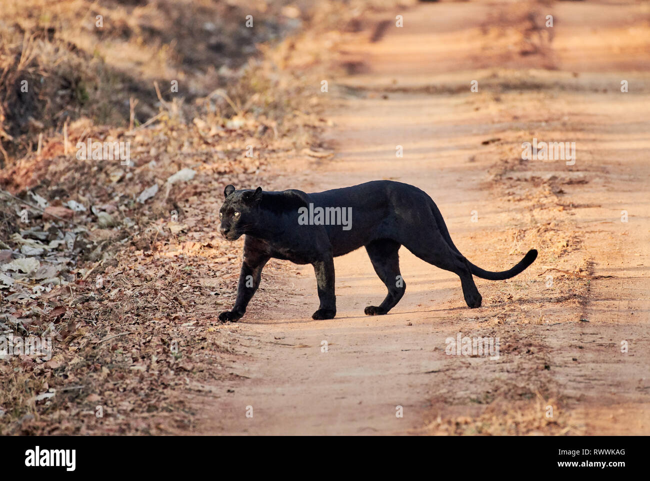 the elusive Black panther, melanistic  Indian leopard, (Panthera pardus fusca), Kabini, Nagarhole Tiger Reserve, Karnataka, India Stock Photo