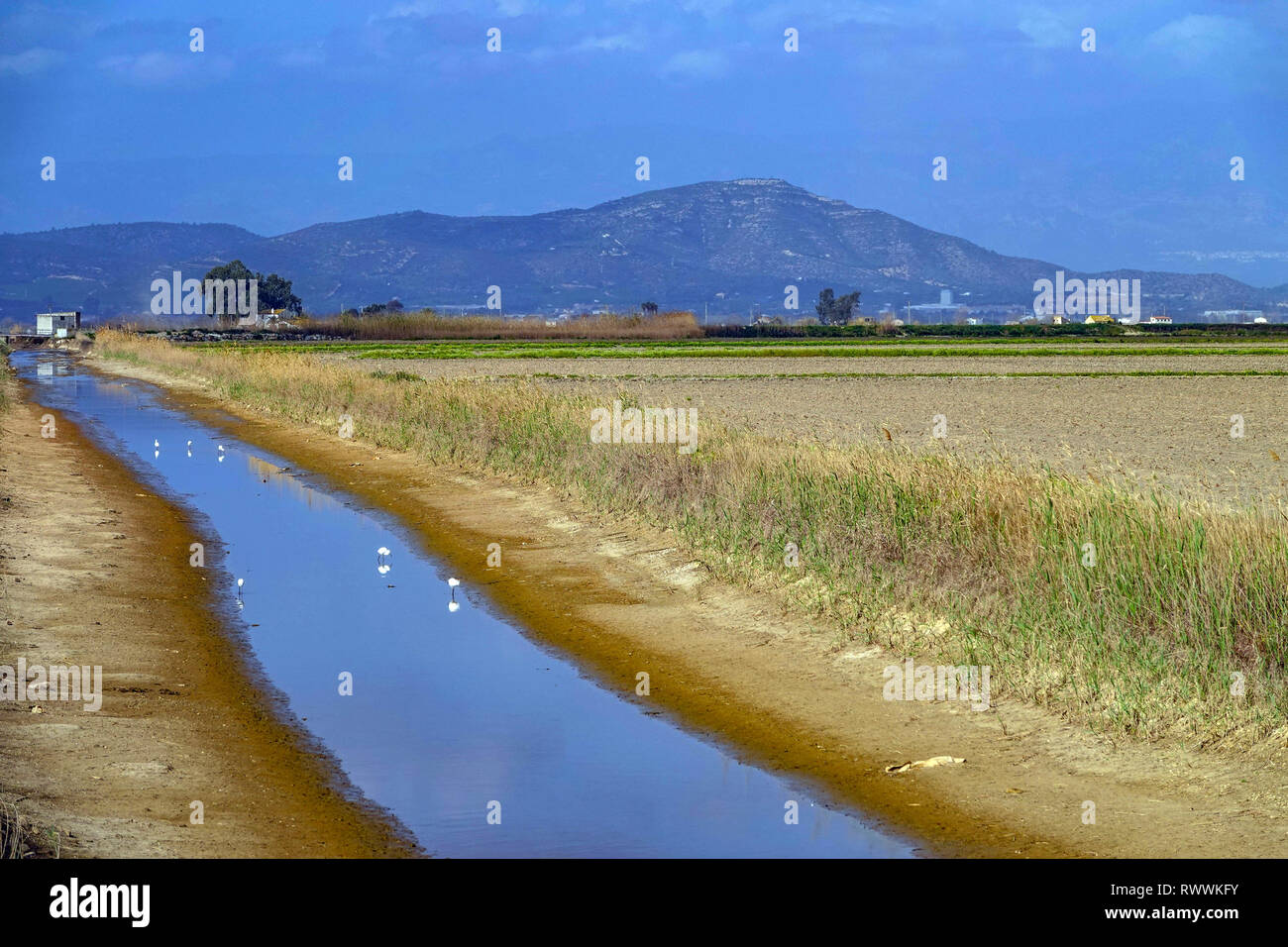 Wide open spaces, lakes and reed-beds, The Ebro Delta nature reserve, near Amposta, Catalunya, Spain Stock Photo