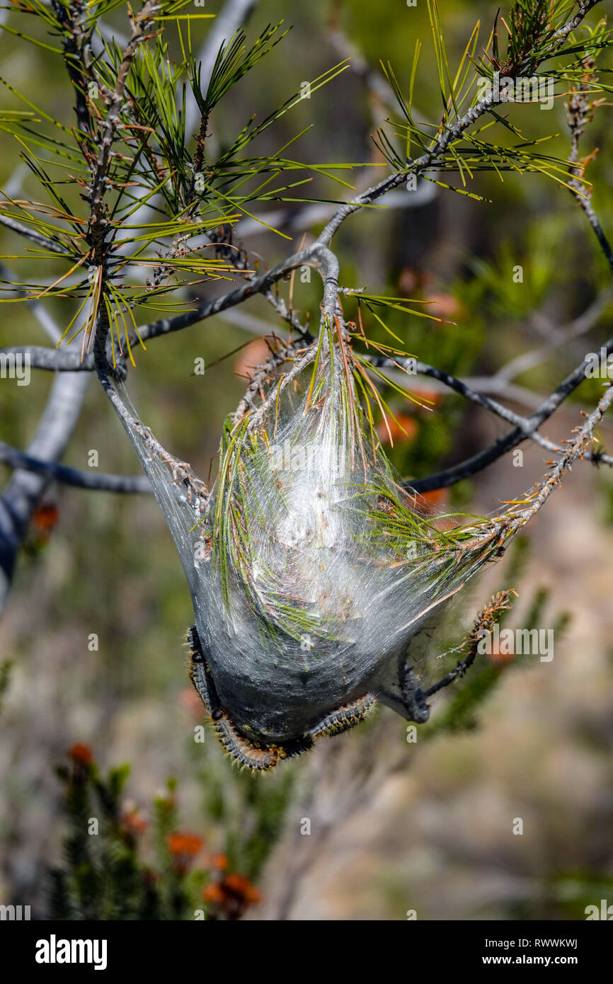 Caterpillar nest hi-res stock photography and images - Alamy