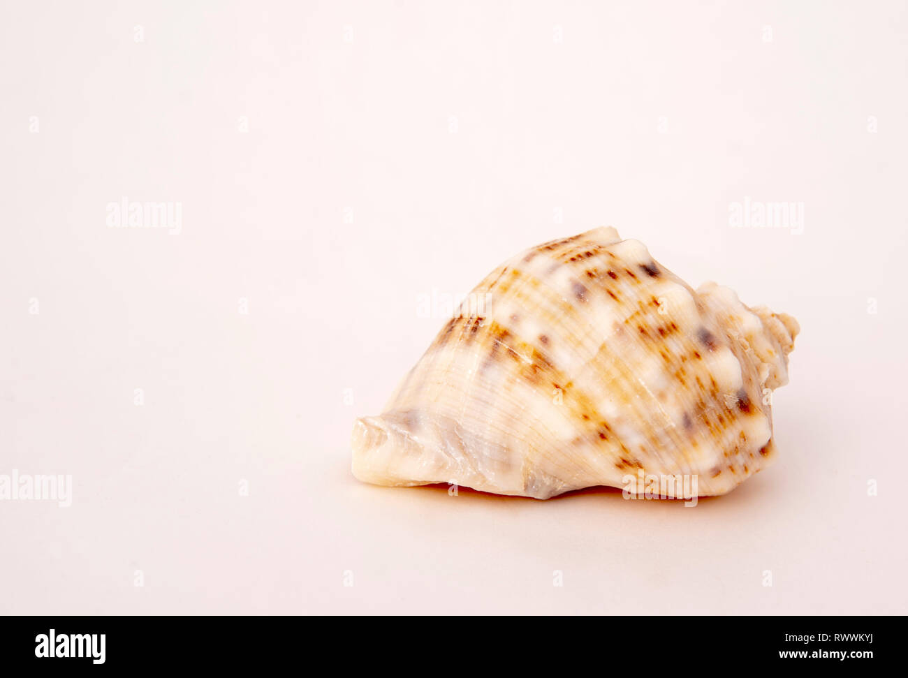 Seashell catalog hi-res stock photography and images - Alamy