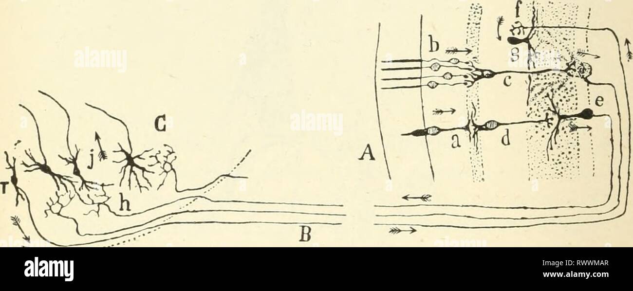 Elements of human physiology (1907) Elements of human physiology elementsofhumanp05star Year: 1907  636 PHYSIOLOGY aqueduct of Sylvius, below the anterior corpus quadrigeminum. It emerges from the inner side of the crus cerebri. It is the motor nerve for the levator palpebrarum, superior, inferior, and internal recti, and inferior oblique muscles. It also supplies the constrictor iridis and the ciliary muscle. Stimu- lation of it therefore causes the eye to look upwards and inwards, with contraction of the pupil and spasm of accommo- dation. By careful stimulation of various parts of its nucle Stock Photo
