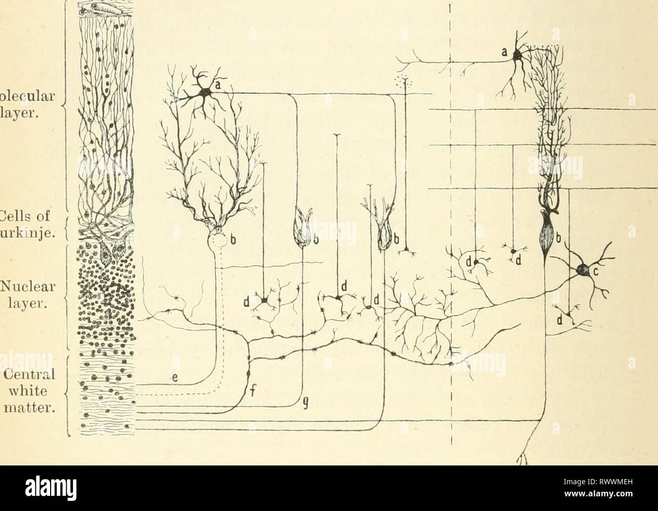 Elements of human physiology (1907) Elements of human physiology elementsofhumanp05star Year: 1907  646 PHYSIOLOGY with the surface m a direction at right angles to the plane of expansion of the dendrites of Purkinje's cells, apparently resting against the serrations on the edges of these processes. The second kind of cell in the granular layer is the so- called Golgi's cell—a large cell with many dendrites and an axon which terminates by frequent branches in the neigh- bouring grey matter. Fig. 296.    Molecular layer. Cells of Puikinje Schema of constituent elements of cerebellum (modified f Stock Photo