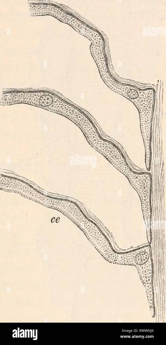 Elektrophysiologie (1895) Elektrophysiologie elektrophysiolog00bied Year: 1895  752 Die elektrischen Fische. gleichartigen Geweben oder thierischen Flüssigkeiten zu suchen. Vielmehr ist der Sitz der elektromotorischen Kraft auch hier in das Innere eines morphologisch einheit- lichen Gebildes zu verlegen, der jetzt sogenannten elektrischen Platte' (Du Bois-Reymond 4, d. II), Bei normaler Lagerung in situ liegen die Platten annähernd horizontal und nur in der Mitte etwas gegen den Rücken des Thieres aufgebogen. Nach Behandlung mit Reagenzien können aber an Längs- schnitten mannigfache Verlagerun Stock Photo