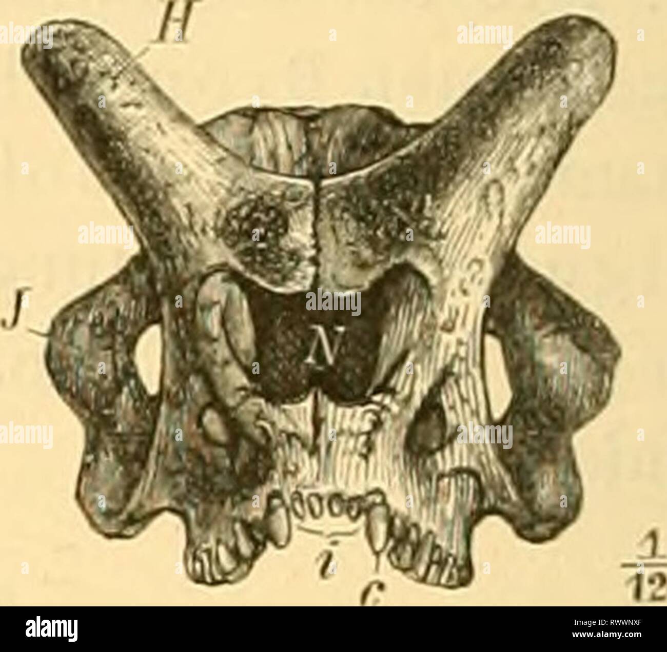 12 fuß hoch hires stock photography and images Alamy