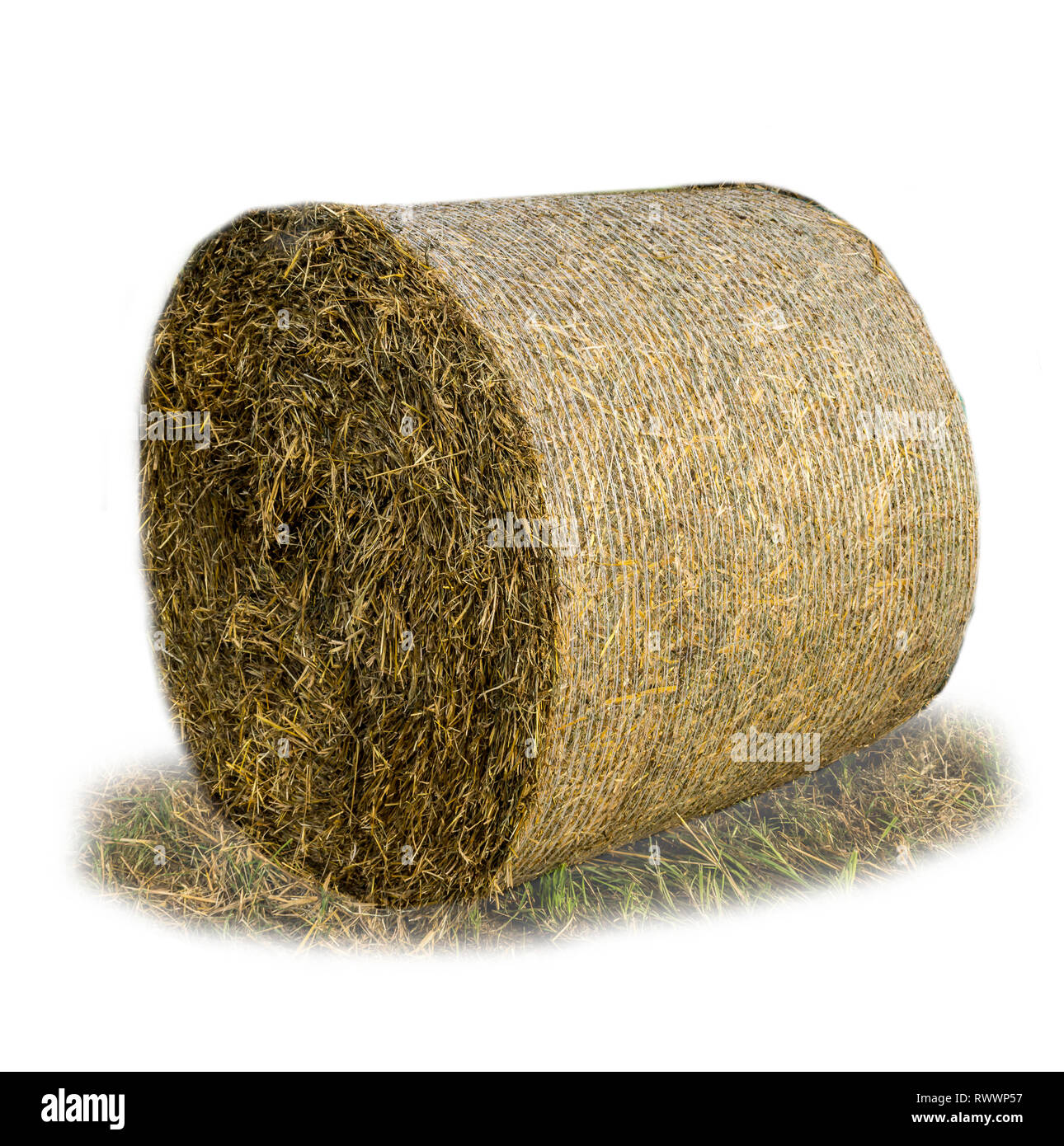 Round bale of straw covered with mesh .Straw is a widely used organic material for bedding livestock on a dairy farm. Isolated photo . Stock Photo