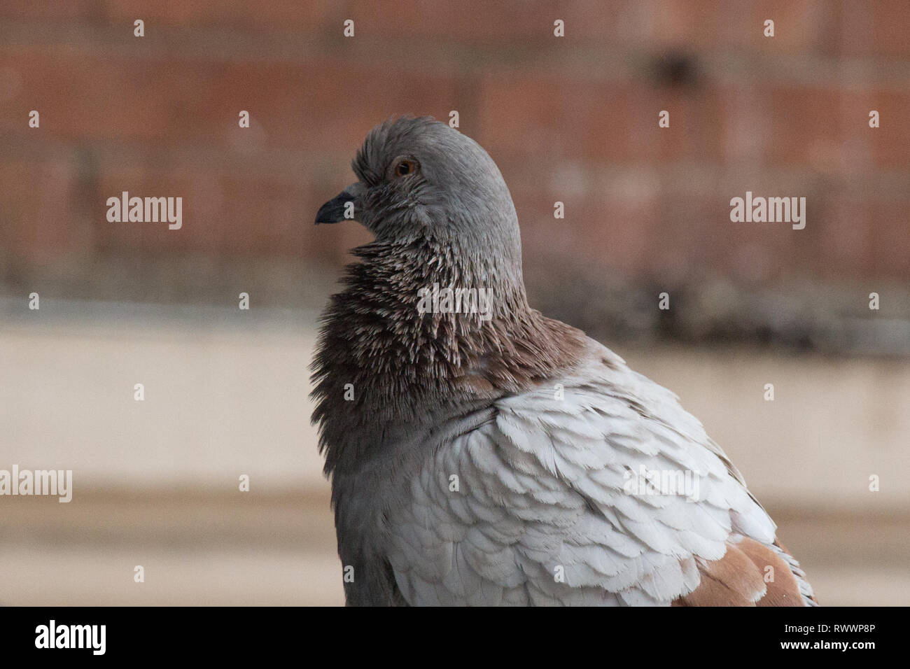 Brown Pigeon High Resolution Stock Photography and Images Alamy