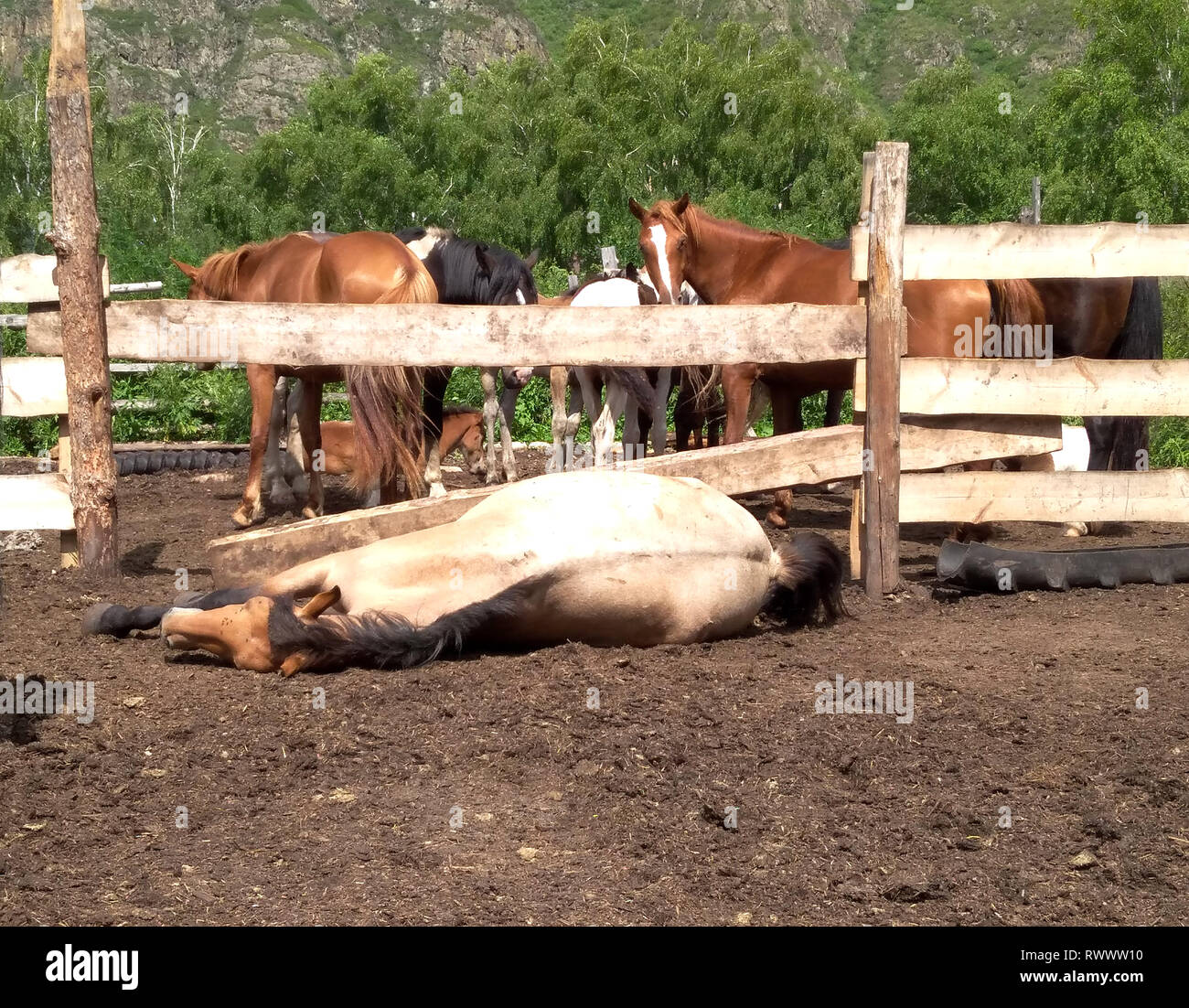wild local horse lying on the ground among the herd in the paddock in the Altai mountains in the summer Stock Photo
