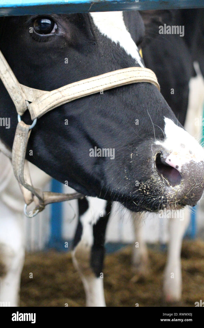 Cow on the farm with veterinary tags in the ears is in the pen animal Stock Photo