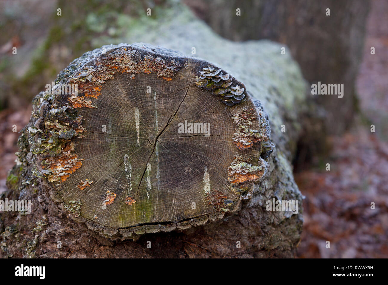 Sawn tree trunk in the forest with fungus covered in early morning frost Stock Photo