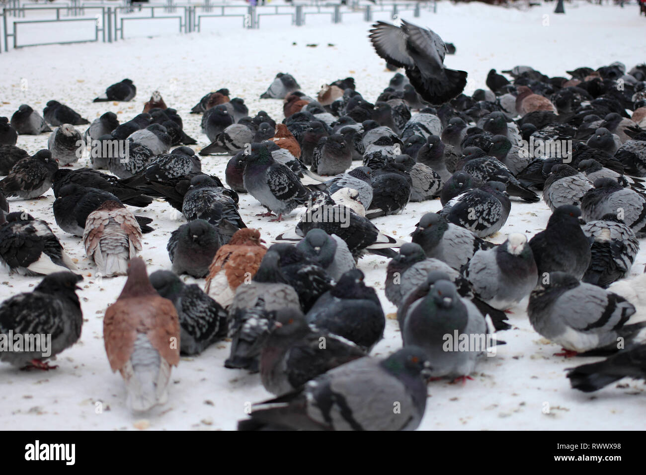 a large flock of city birds pigeons sitting on the snow in the city Stock Photo