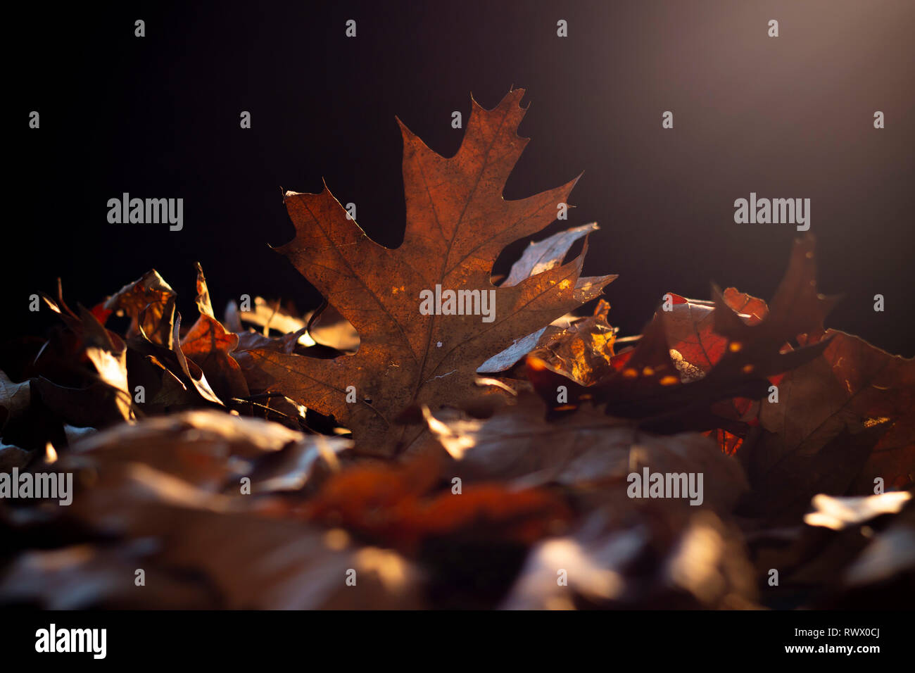 Maple leaves drizzled in sunlight Stock Photo