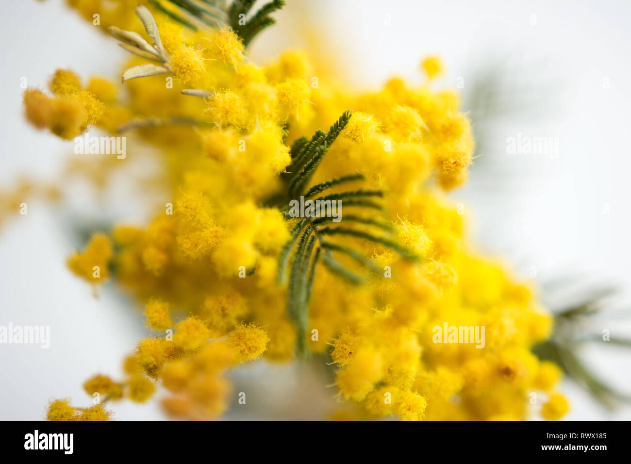 Spring still life. Yellow mimosa branch lies on a white background. silver silvergreen wattle Acacia dealbata Stock Photo