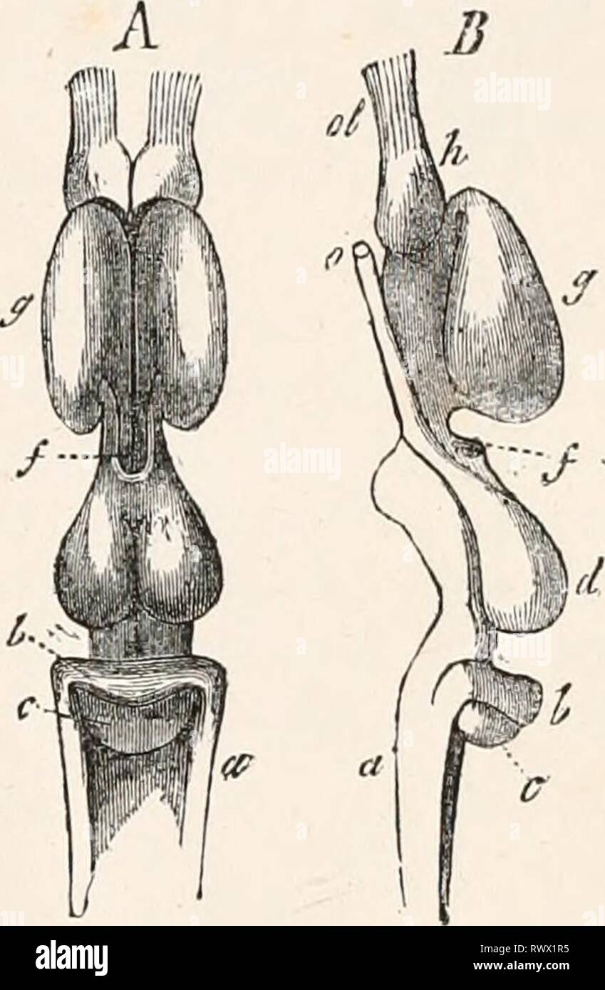 Elements of comparative anatomy (1878) Elements of comparative anatomy elementsofcompar00gege Year: 1878  Fig. 282. Brain of Polypterus bichir. A From above. B From the side. C From below, h Lobi olfactorii. g Prosencephalon. / Thalamencephalon. d Mesencephalon, be Metencephalon. a Myelencephalon (medulla oblongata), ol N. olfactorius. o N. opticus (after J. Miiller). large. This transverse la- mella appears to correspond to the cerebellum of the higher Verte- brata, while the base and sides of the sinus are formed by the myel- encephalon (medulla oblongata). As we pass from the Selachii to th Stock Photo