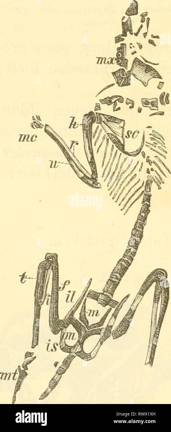 Elemente der palaeontologie (Palaeozoologie) (1884) Elemente der palaeontologie. (Palaeozoologie.) elementederpalae00hoer Year: 1884  522 Vertebrata. Fig. 624. JDiprotodon Oicen (Fig. 623)  i^ c i)m | m. Schädel bis meterlang, die entsprechend grossen Backenzähne wurden bei der Aehnlichkeit mit dem Bau von Tapirzähnen der Gattung Bmotlierium zugeschrieben. Nototherium Owen (= Zygomaturus Macleay) mit | i; etwas kleiner als Diprotodon, besass ebenfalls ein Gebiss, welches an jenes der placentalen Froboscidier erinnert. Stereognathus Owen. Ein Unterkieferfragment mit drei sechsspitzigen Backen Stock Photo