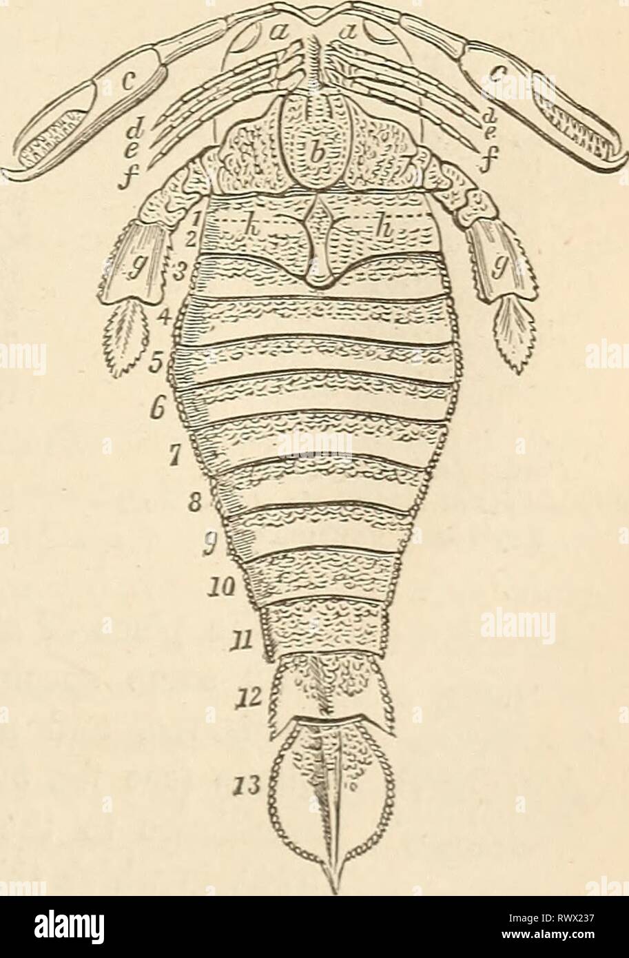 Anglicus hires stock photography and images Alamy