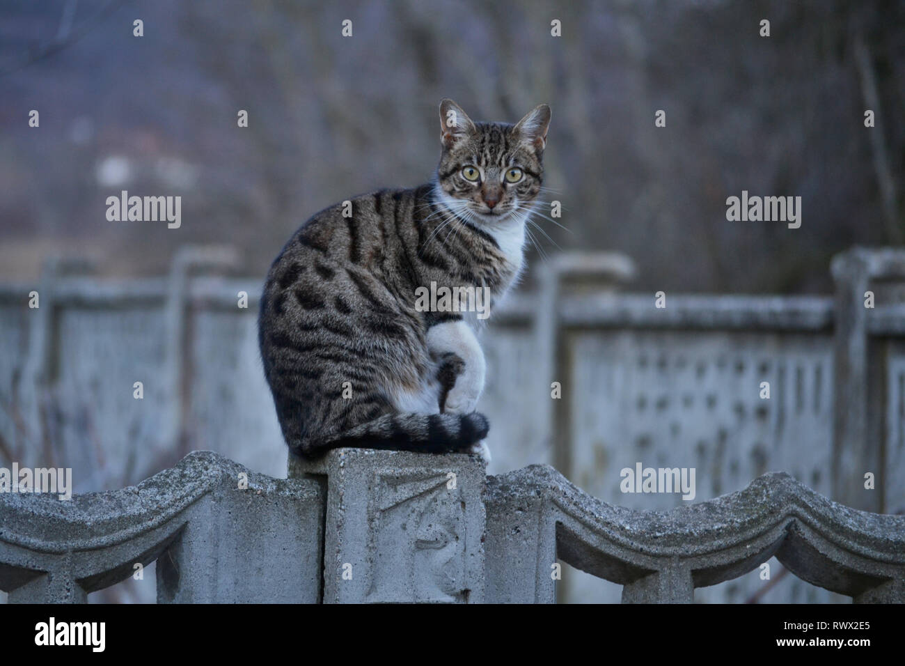 Cat on a concrete fence Stock Photo - Alamy
