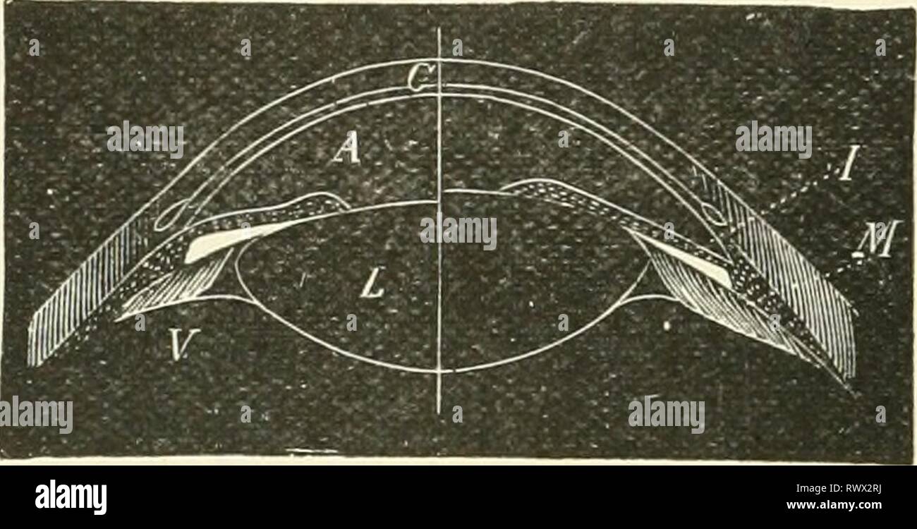Elements of human physiology (1907) Elements of human physiology elementsofhumanp05star Year: 1907  55() PHYSIOLOGY flat, so that the eye is accominodated for intinite distanee, Wlieii tlie eye is to be accommodated for near objects the ciliary processes are pulled forwards and inwards by the contraction of the ciliary muscle, and so tlie suspensory ligament is relaxed and the front of the lens allowed to bulge forwards. The ciliary muscle rmis from the corneo-sclerotic junction, to be attached to the ciliary processes and front part of the choroid. Accommodation is a voluntary action, althoug Stock Photo