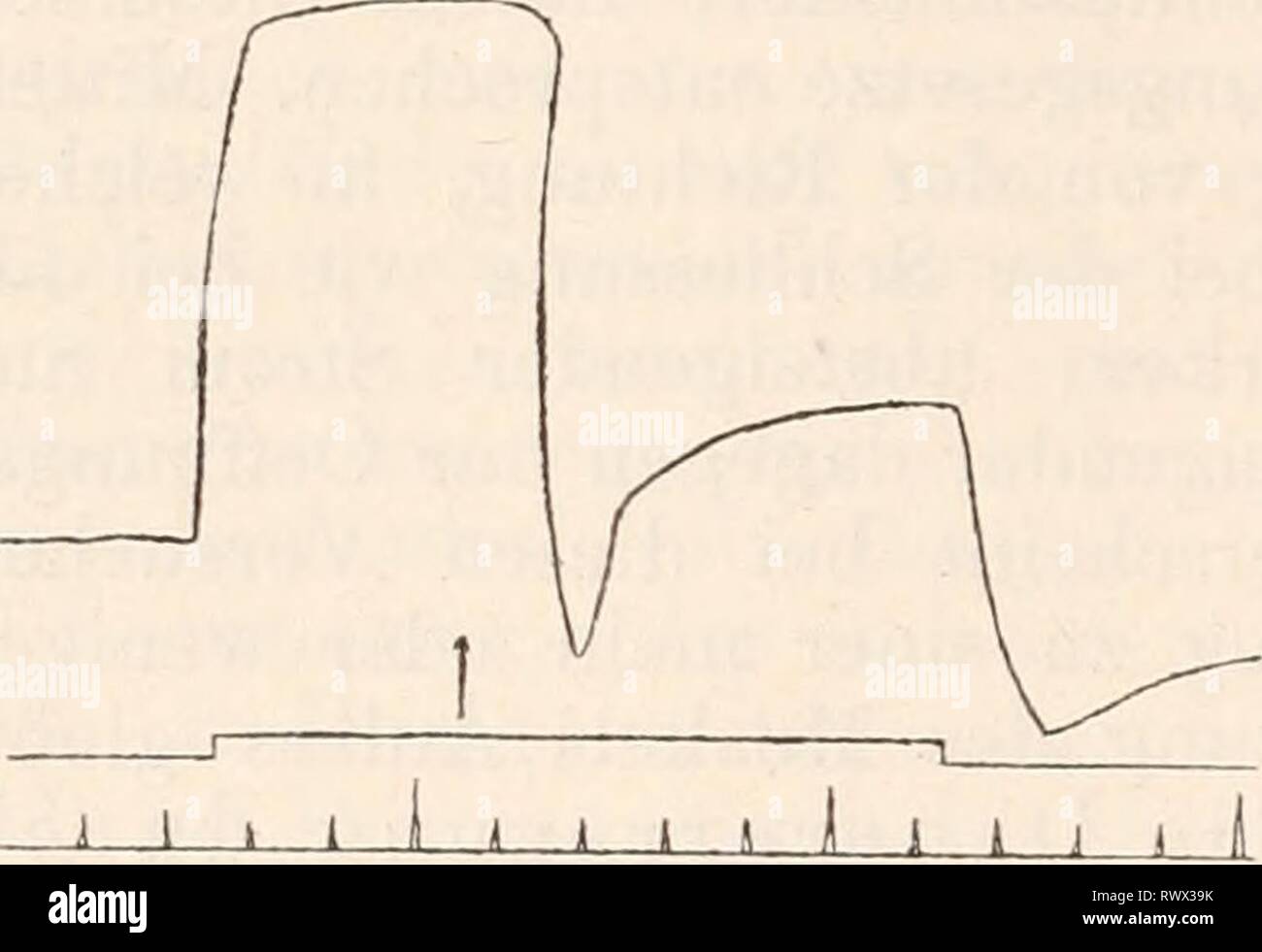 Elektrophysiologie (1895) Elektrophysiologie elektrophysiolog00bied Year: 1895  Fig. 195. Schliessmuskel der Krebs- scheere. Reizung des Nerven mit Ketteu- strömen. Der vorhandene Tonus wird durch Schliessung schwächerer Ströme («, b) nur wenig oder gar nicht verstärkt, sondern wesentlich gehemmt. Umge- kehrt wirkt Schliessung eines starken Stromes (c). Während an tonusfreien, in der angegebenen Weise behandelten Präparaten die Folgeerscheinungen der Reizung mit Kettenströmen sich im Ganzen ziemlich gleichförmig gestalten, herrscht bei aller Gesetzmässigkeit im Einzelnen eine überraschende Man Stock Photo