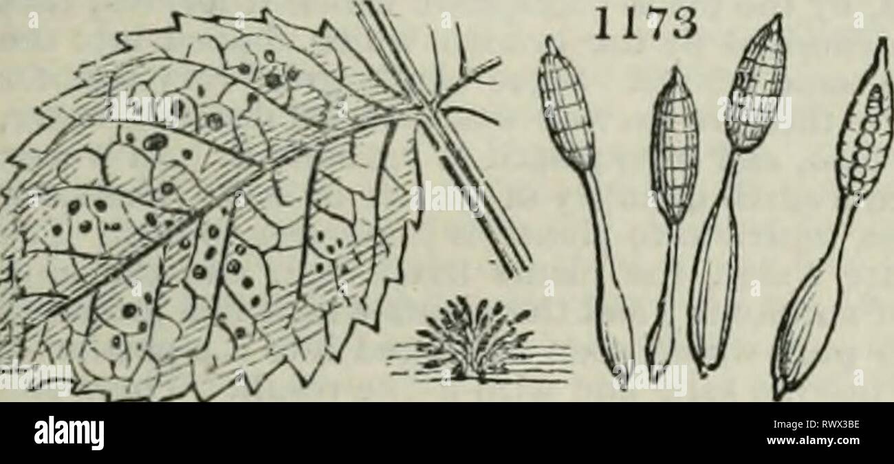 An encyclopædia of agriculture [electronic An encyclopÃ¦dia of agriculture [electronic resource] : comprising the theory and practice of the valuation, transfer, laying out, improvement, and management of landed property, and the cultivation and economy of the animal and vegetable productions of agriculture, including all the latest improvements, a general history of agriculture in all countries, and a statistical view of its present state, with suggestions for its future progress in the British Isles encyclopdiaofa01loud Year: 1831  *2ggg$?v called a peridium; in the plural, pcridia. consists Stock Photo