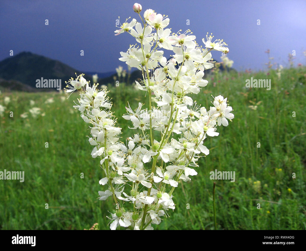 Beautiful white flower in green grass on the background of the stormy sky in the Altai mountains Stock Photo
