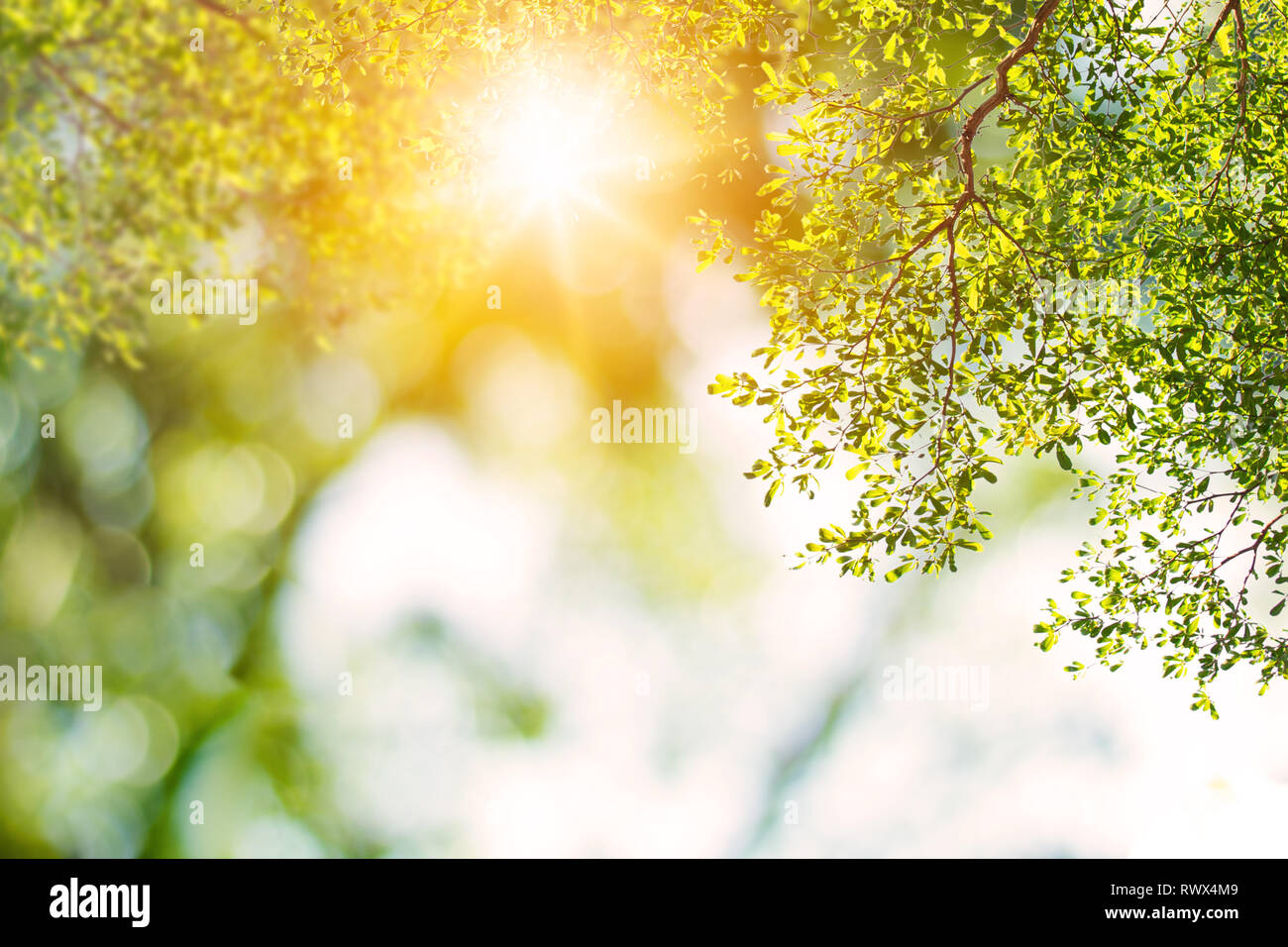 green nature background with sun shine Stock Photo