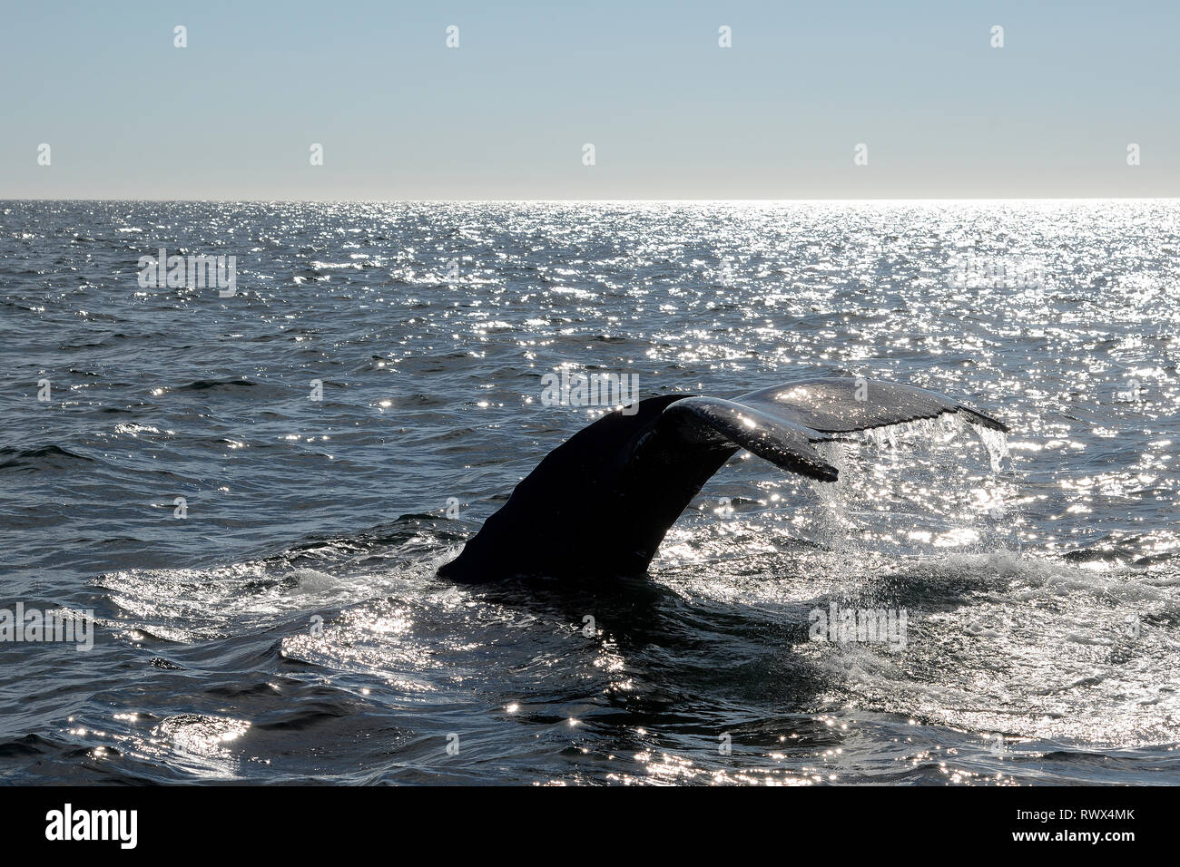 Above water whale wildlife hi-res stock photography and images - Alamy