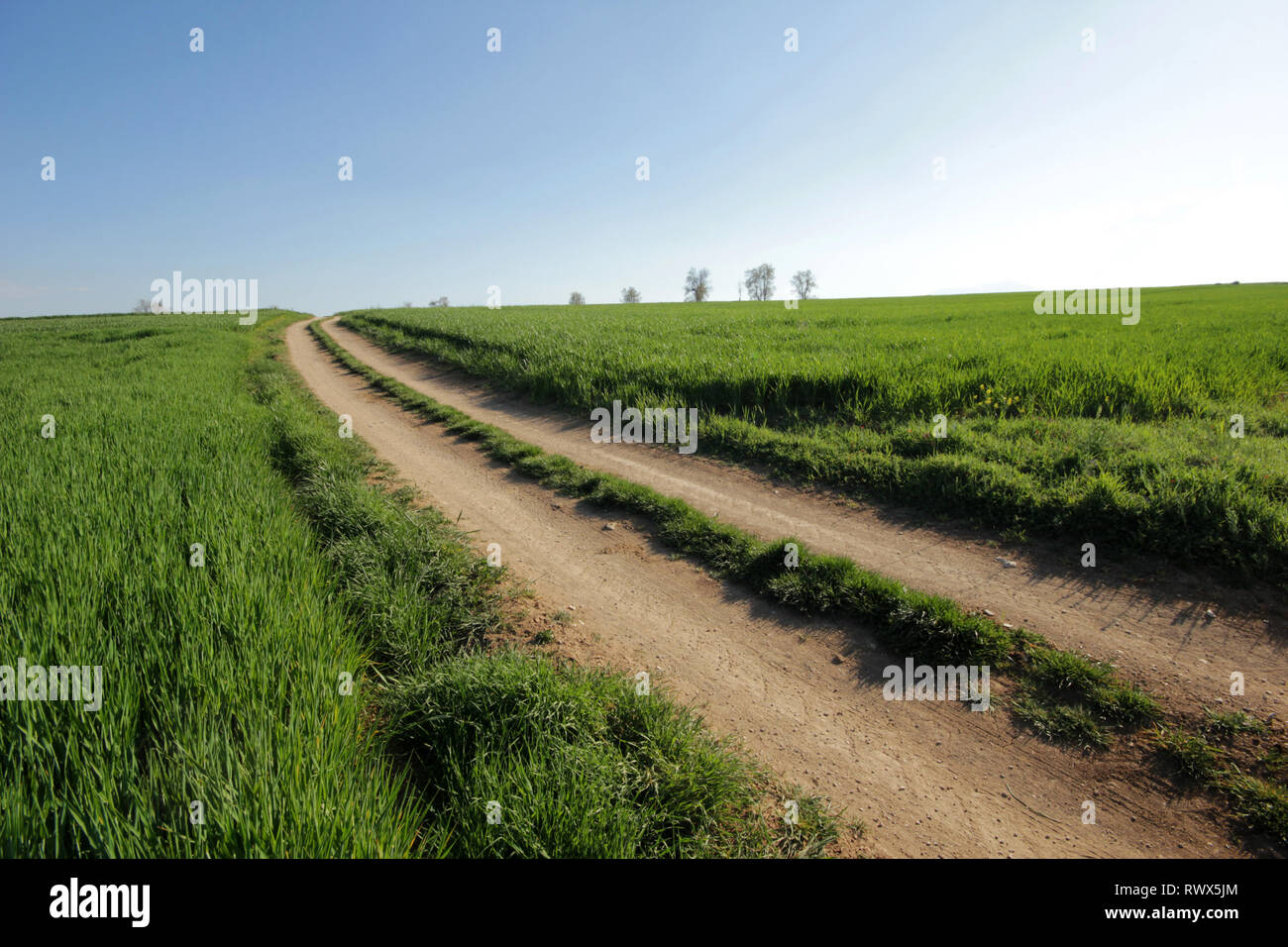 Road and Wheat Field Stock Photo Alamy