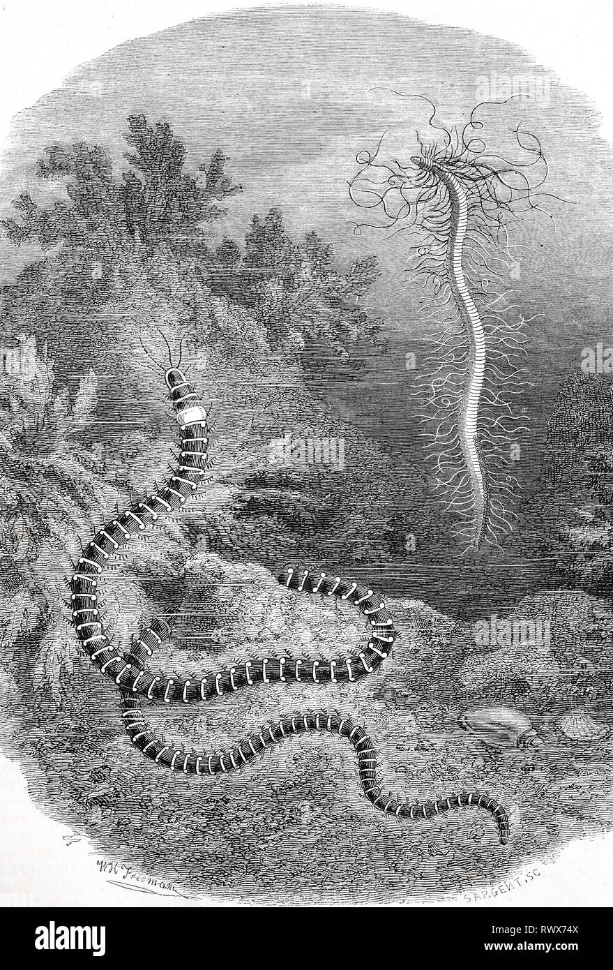 FadenbÃ¼schelwurm oder Nordische Rankenwurm, Cirratulus cirratus / Cirratulus cirratus is a species of marine polycheate worm in the family Cirratulidae Stock Photo