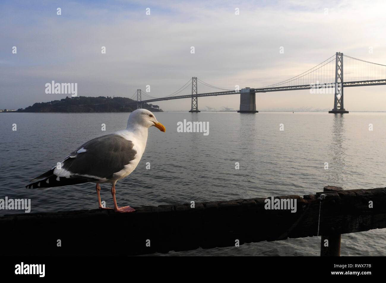 The Bay Bridge and skyline of San Francisco seen from Treasue Island. Classic panoramic view of San Francisco skyline with famous Oakland Bay Bridge i Stock Photo