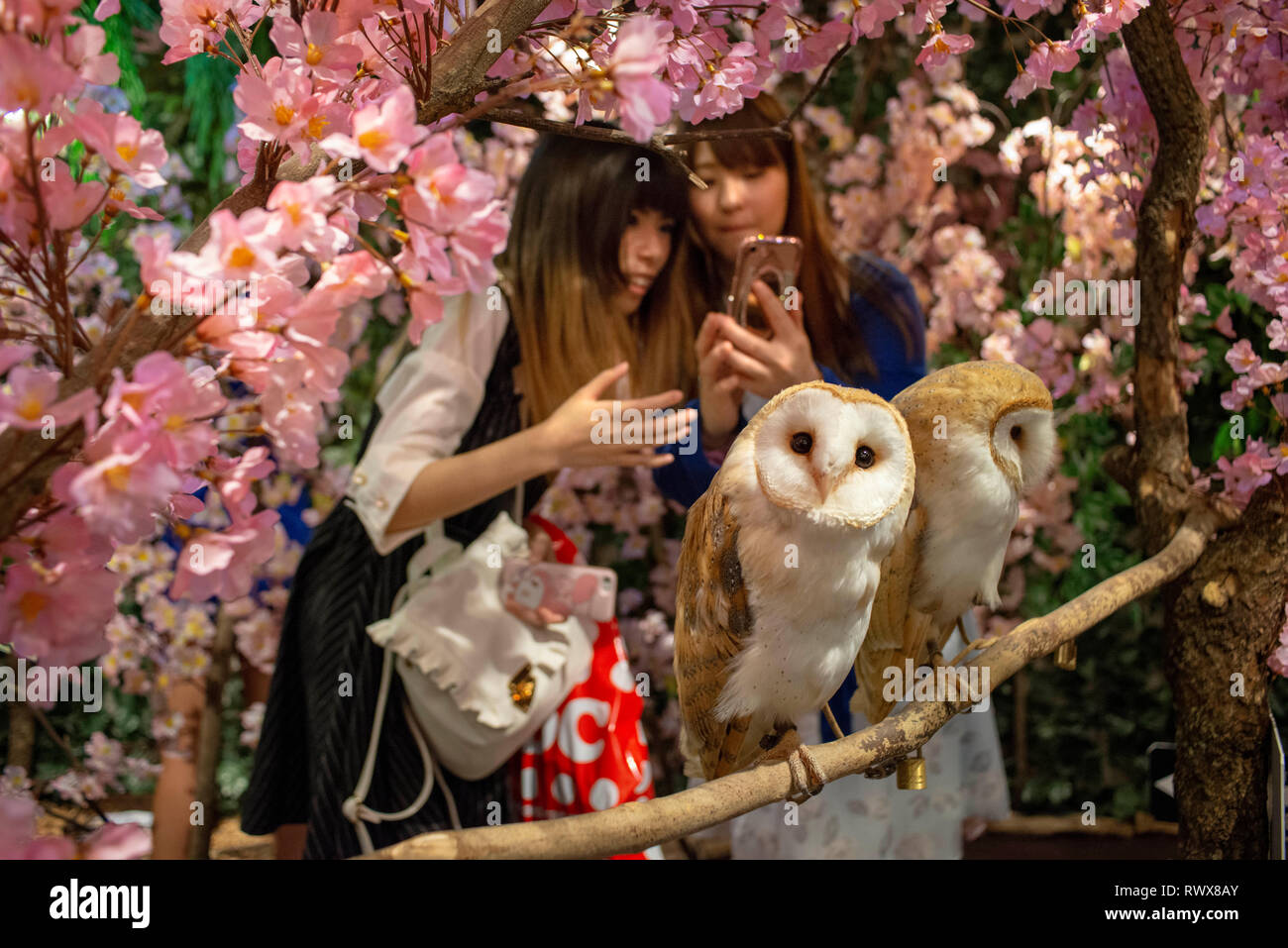 Owl Café on Takeshita Street in the Harajuku district in Tokyo, Japan Stock Photo