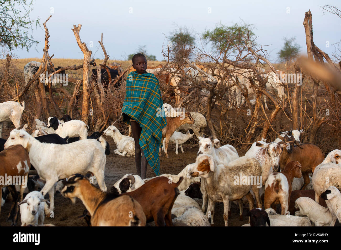 Karamojong boy in the cattle kraal in the village, northern Uganda Stock Photo
