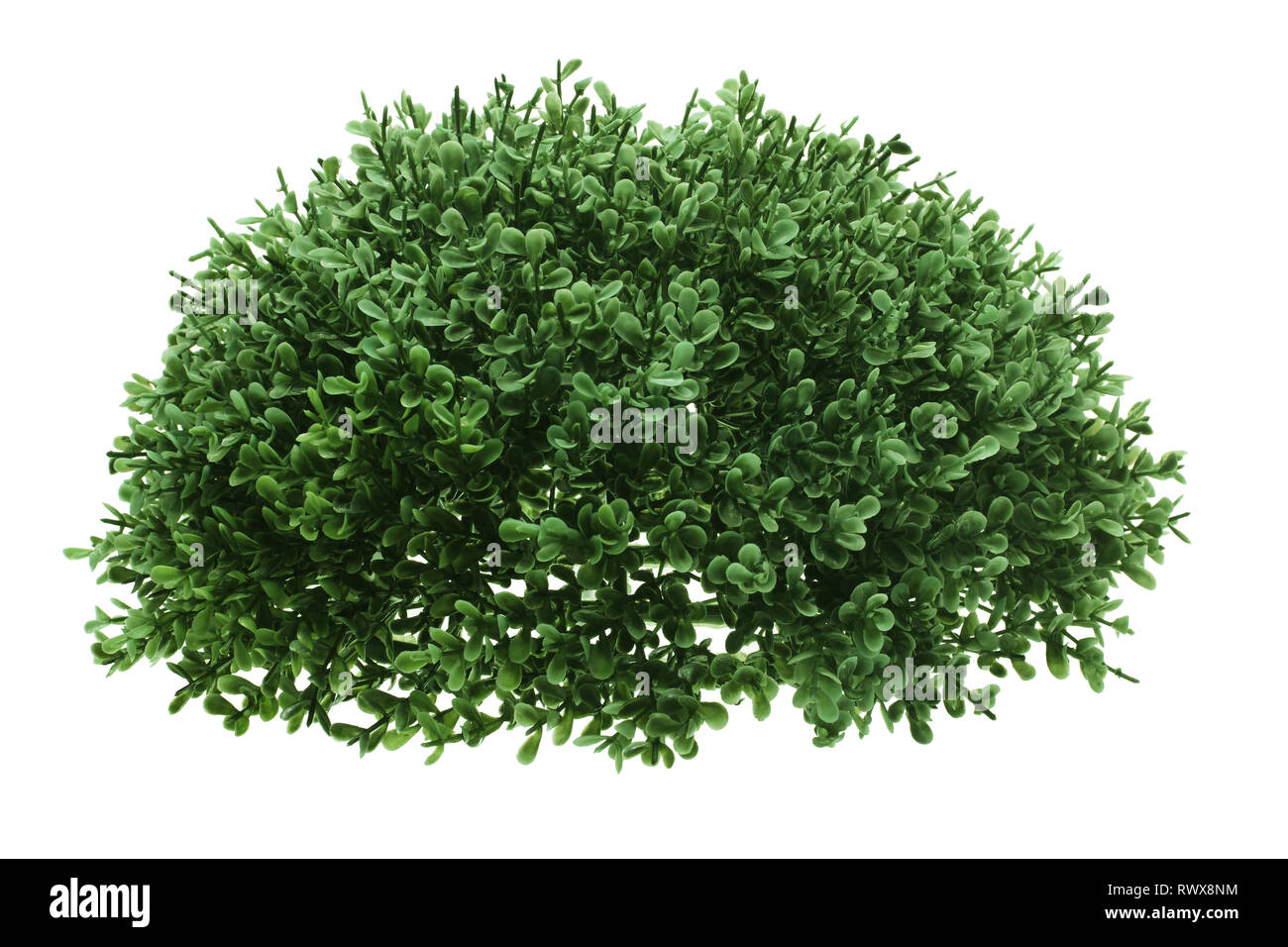 Green Shrub on White Background Stock Photo - Alamy