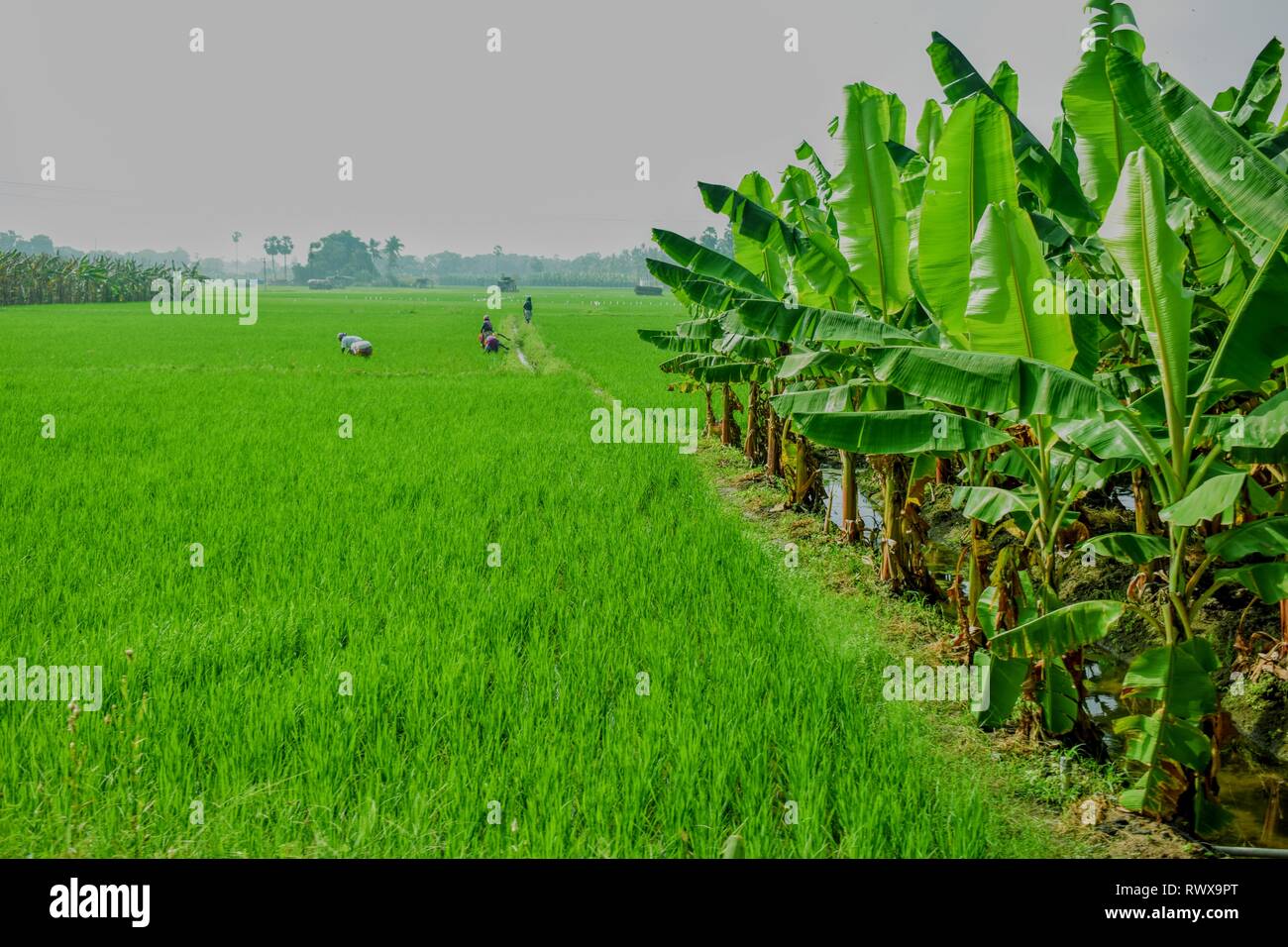 #Indian Agriculture  #Banana Plantation #Paddy Farming #save agriculture Stock Photo