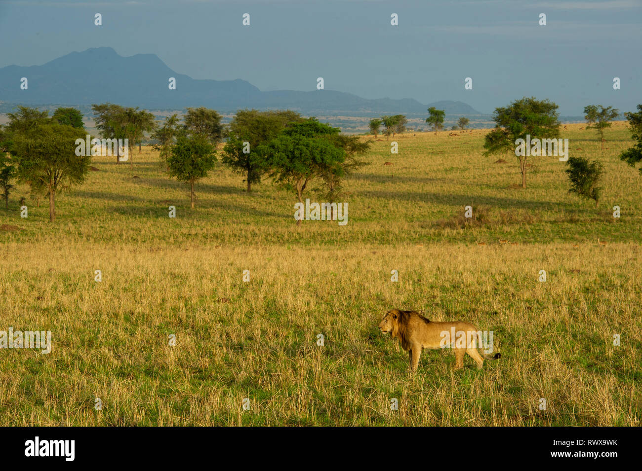 Male lion in grassland, Kidepo Valley National Park, Uganda Stock Photo